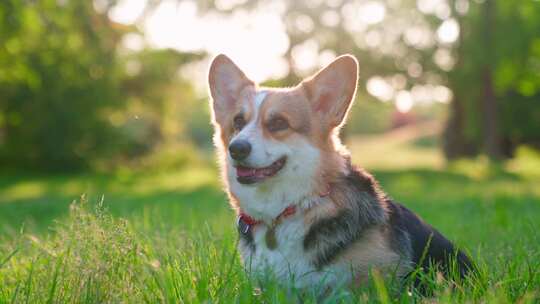 柯基犬，狗，宠物，犬