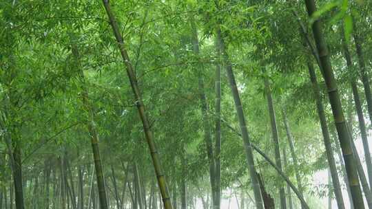 下雨天竹林景观特写，竹节挺拔竹叶繁茂