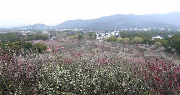 成片梅花林远山远景