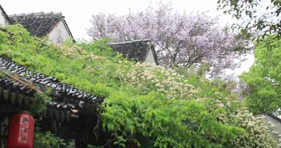 春天江南古建屋面屋檐花朵盛开唯美特写