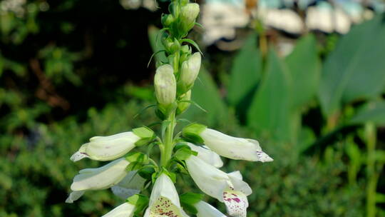 春天花园花坛鲜花盛开春暖花开  毛地黄