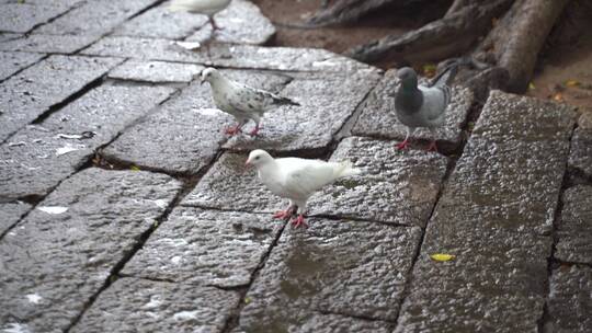 雨天石板上走动的鸽子正在吃食物寻找食物视频素材模板下载