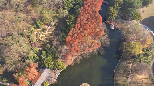 航拍上海共青森林公园秋景