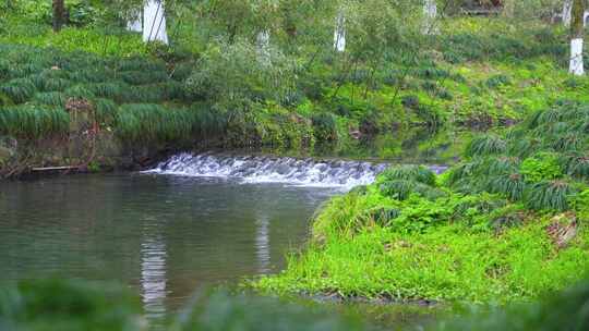 春天树林小溪水流