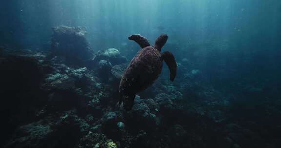 海龟，水下，海，海洋