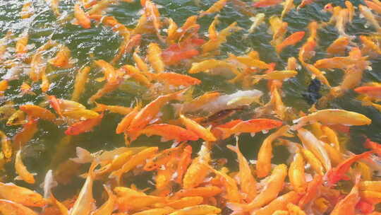 红金鱼黄金鱼海藻水波涟漪自然一群金鱼