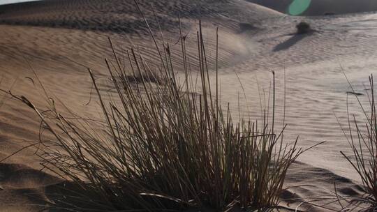干燥的沙漠沙地