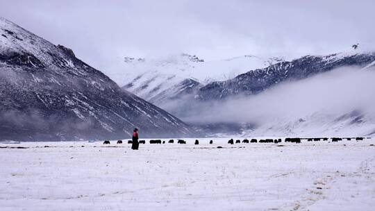 三江源雪山下放牧视频素材模板下载