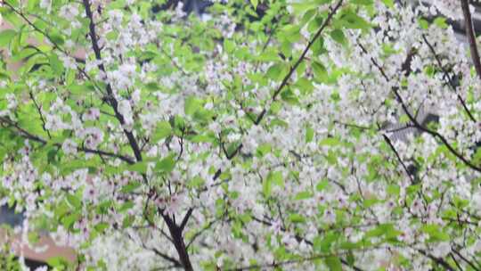 白色的樱花花朵美景景色自然风景自然风光