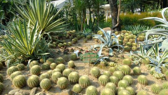 沙漠植物沙生植物园
