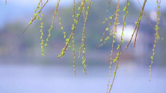 春天发芽的柳树