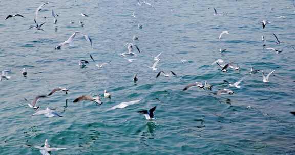 大海海面飞翔的海鸥
