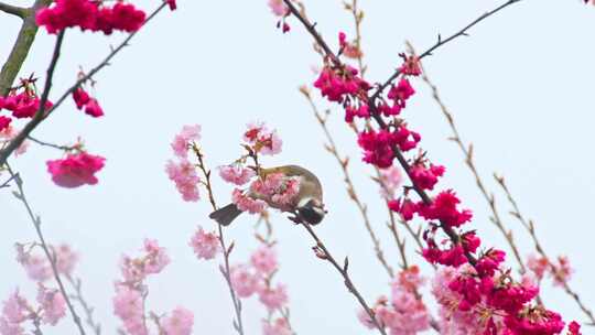 鸟儿栖息樱花枝头
