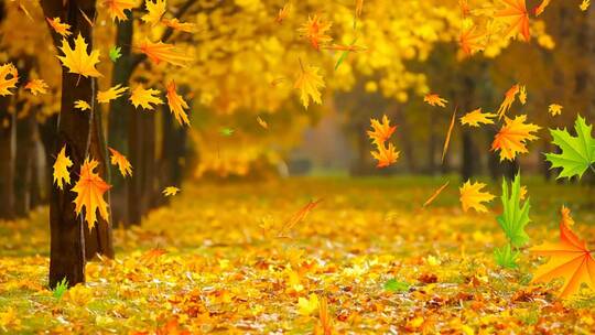 大自然秋天的树叶落叶视频
