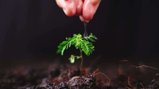 用手给小树苗浇水发芽嫩芽新芽生命力希望