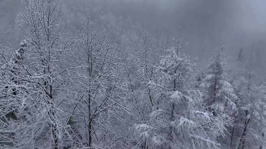 东北冬天暴雪大雪中的林海雪原