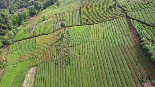 茶园茶叶茶茶山绿茶农业茶海采茶茶文化航拍