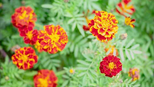 野花花园公园小花万寿菊万寿灯臭芙蓉臭菊花