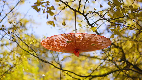 金黄银杏树上的油纸伞
