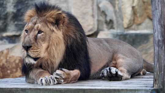 亚洲狮。极度濒危的物种。
