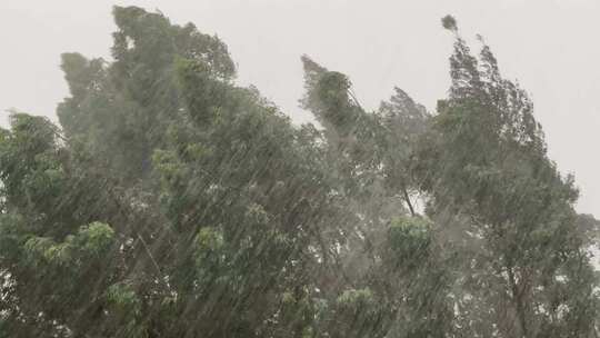 森林狂风暴雨风吹树林风吹雨打树木台风下雨