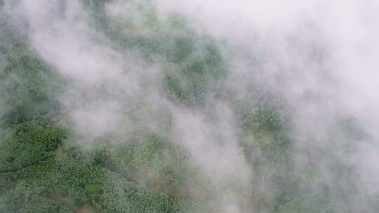 4k航拍雨后山林