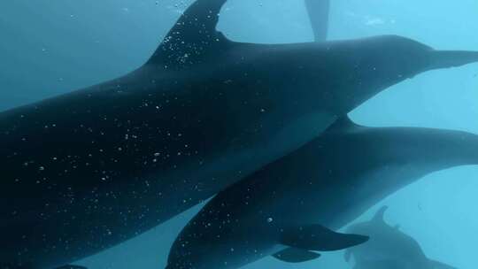 一群海豚在水下自由有用特写1视频素材模板下载