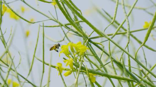 蜜蜂油菜花