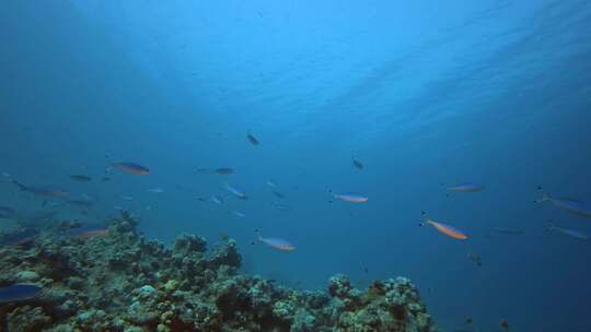 热带鱼水下蓝海