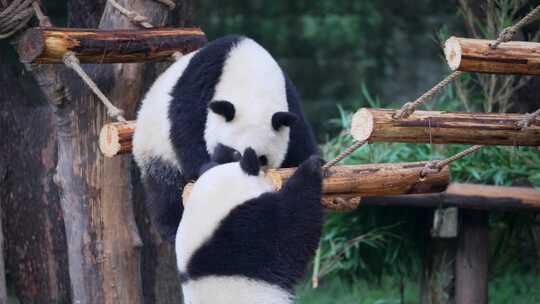 大熊猫趴软梯