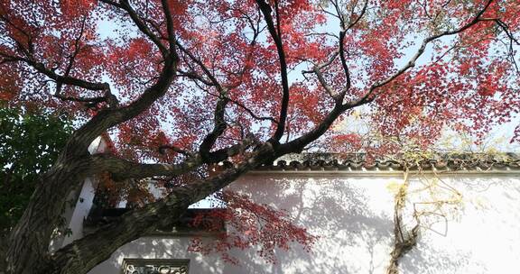 秋天阳光风吹火红枫叶古建筑局部特写