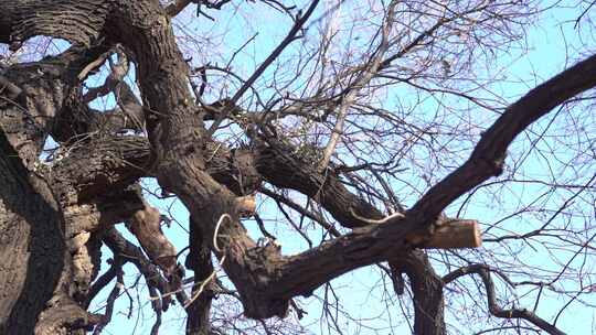 夫妻槐 槐树 一级保护 年代 500年 文物