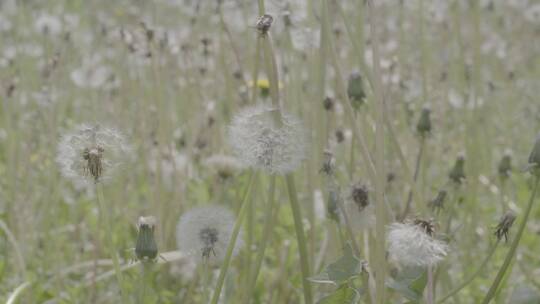 野花野草蒲公英LOG