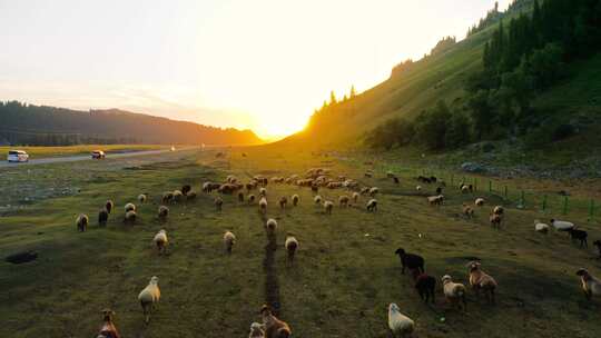 航拍公路羊群奔跑唐布拉独库新疆伊犁