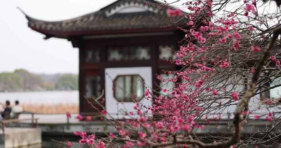 杭州西湖古风建筑梅花红梅盛开