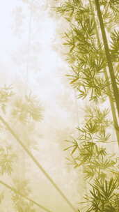 亚洲竹林与晨雾