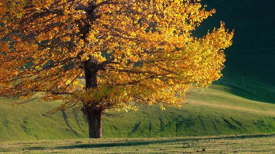 秋天草原上的一棵树