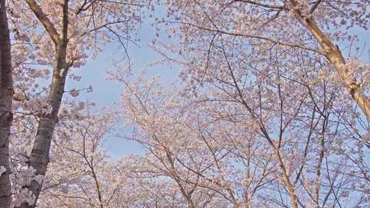 春天玉渊潭樱花