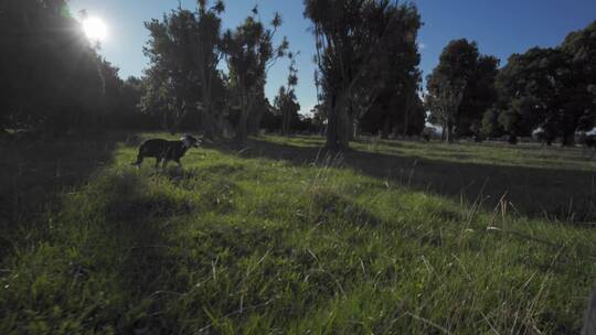 小狗在森林奔跑视频素材模板下载