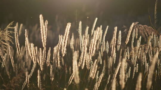 【合集】夕阳下唯美的芦苇草