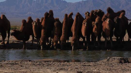 高原上的骆驼群