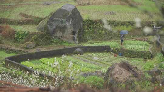 春天李花，竹林烟雨