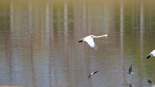 高速追拍北京南海子公园野生白天鹅起飞