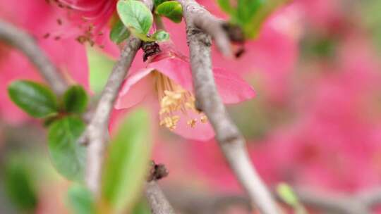 4k红花春景花朵植物蜜蜂采蜜花骨朵