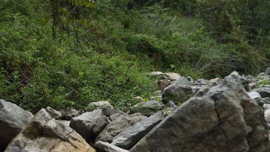 宣传片 丛林溪流岩石 自然风光