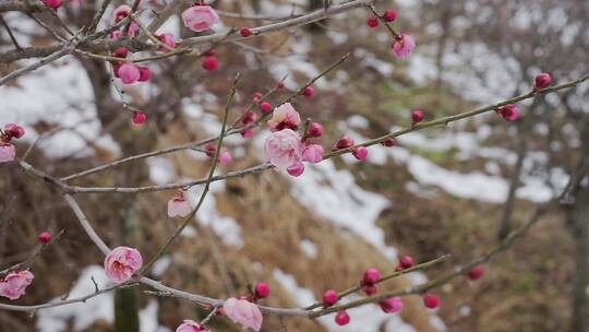 雪景梅花实拍