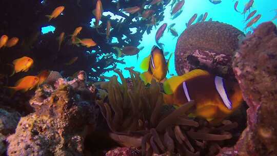热带红海小丑鱼视频素材模板下载