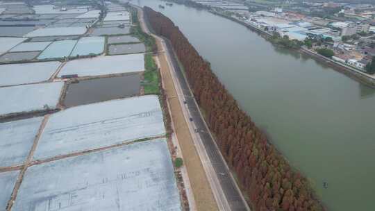 佛山顺德水道秋景落羽杉航拍4K