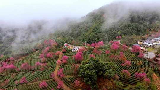 航拍云南无量山樱花茶园云海