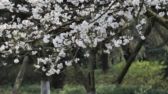 杭州西湖太子湾樱花